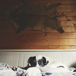 12/12 Buba, the hunter