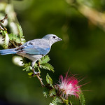 0P7A7751 Blue-gray Tanager, Panama