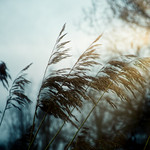 Tranquility throughout