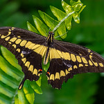 Giant Swallowtail