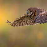 Young Burrowing owl