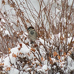 Sparrow In Winter