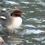 Eurasian green-winged teal, Anas crecca, Kricka
