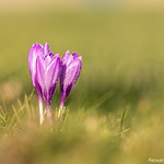 Crocus Vernus