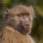 Chacma Baboon (Papio ursinus)
