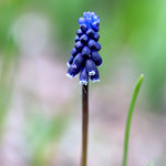 Traubenhyazinthe