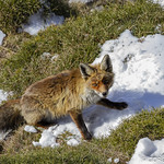 Sorprendido/ Surprised