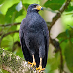 Common Black Hawk