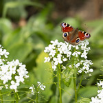 welcome visitor-a Peacock