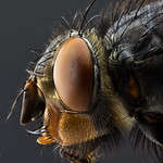 Calliphora Vomitoria