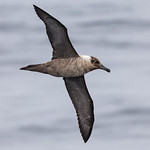 Light-mantled Albatross
