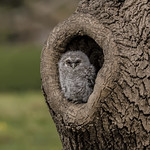 Hollow Little Owl