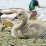 Canada gosling