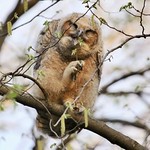 Nibbling Owlet I