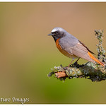 Mr & Mrs Redstart Image 1 ( Male )