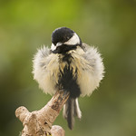 M&eacute;sange charbonni&egrave;re s'&eacute;brouant sous la pluie 🐤 A fluffy Great Tit under the rain (M) 🐤