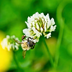 "... yet your heavenly Father feeds them."