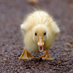 a terrible monster running to me :)