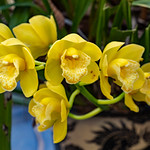 Lovely Cymbidiums in our garden