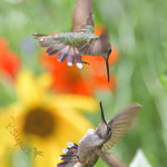 Those little birds 6-23-20_025