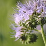 B&uuml;schelsch&ouml;n