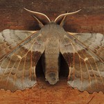 Poplar Hawkmoth (Laothoe populi)