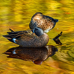 Blue winged Teal (Anas discors, Sarcelle &agrave; ailes bleues). JN &laquo; Ding &raquo; National Wildlife Refuge, Sanibel Island, Florida, USA. 2020/02/22