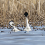 Western Grebe