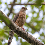 Cooper's Hawk