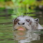 Ariranha / Giant Otter