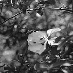 Hibiscus Tree, Study 1