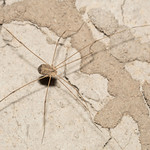 Harvestmen - Arachtober 11