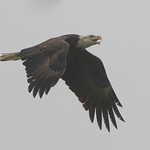 Eagle in Early Morning Fog