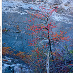 Red Tree, Gorge At Rockway Falls