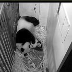 Mommy Mei making sure her baby is sparkling clean.