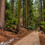 Walking Among Giants