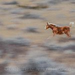 Feral Horse Running In Theodore Roosevelt National Park