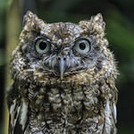 Horned Owl