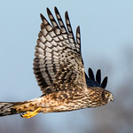 Female Northern Harrier Hawk On The Hunt