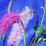 LES JARDINS DU MONDE, ARLANC !