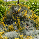 Training cotton lavender on a sculptured frame