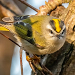 Golden-crowned kinglet