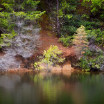 Trees Along The Shore & Their Reflections