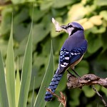 Audubon approved DSC_3795