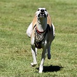 Ziggy in full stride