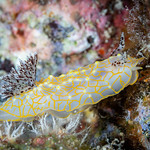 Gold lace nudibranch (Halgerda terramtuentis)