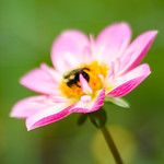 Getting Buzzy.....or not...