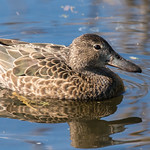 Cinnamon Teal (female)