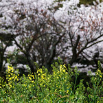 キャベツと桜ーCabbage and cherry tree