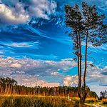 Tree of three trunks